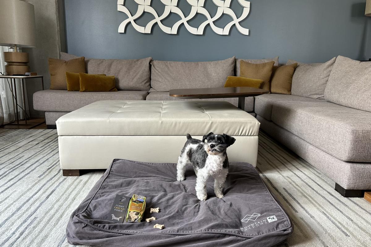 Pet in a Mountain Shadows suite in Scottsdale