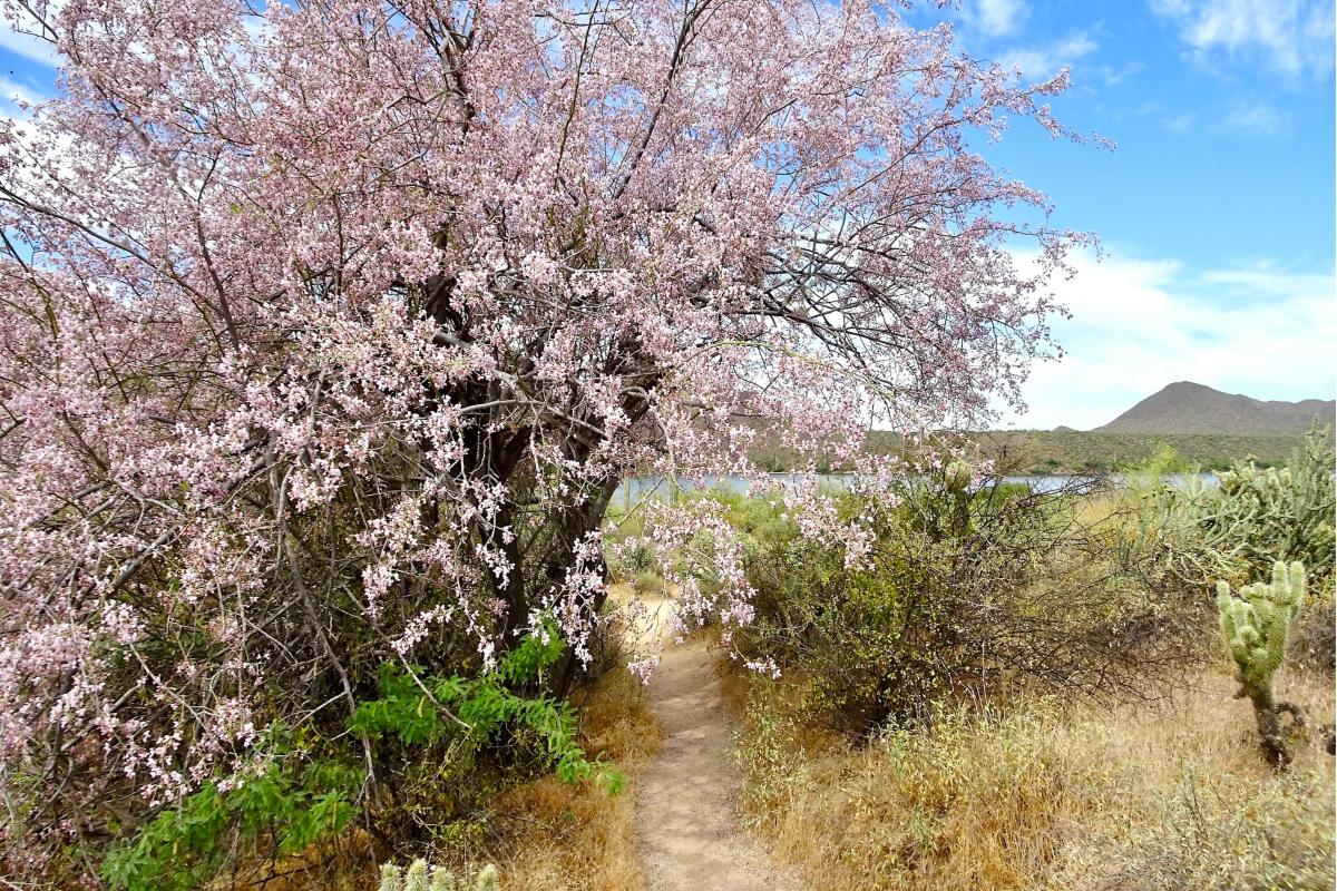 Ironwood Blossoms_Naylor