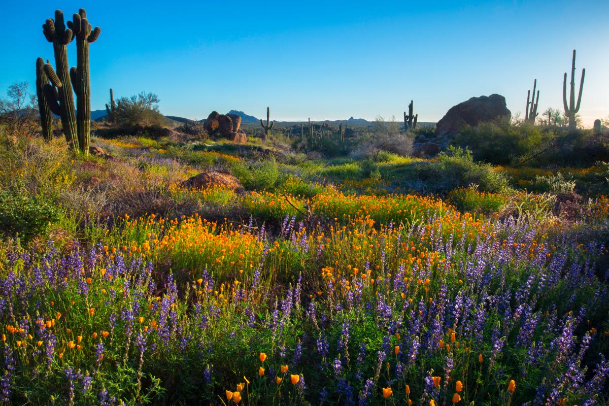 Wildflowers on Granite Mountain Trail