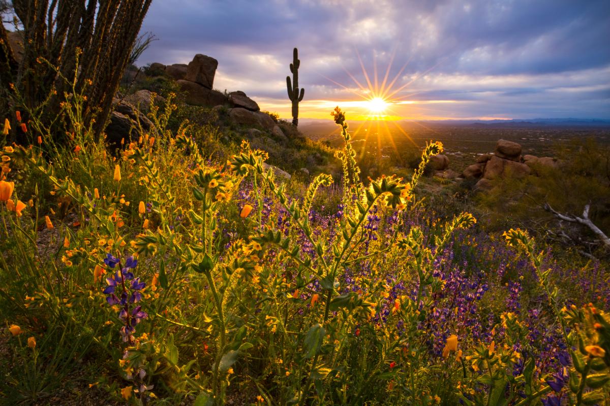 Pinnacle Peak Park