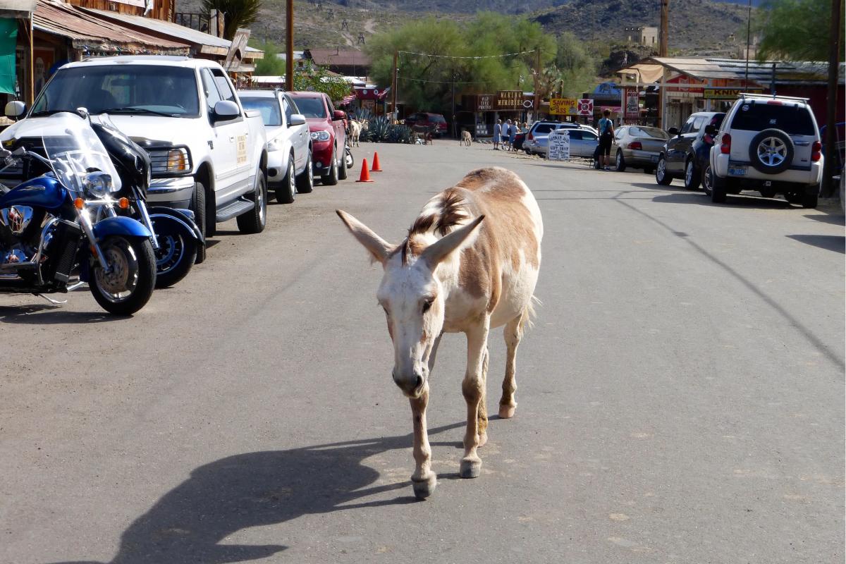 Route 66_Oatman