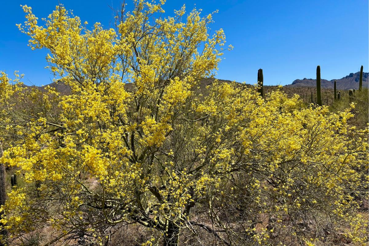 Palo Verde Blossom_Naylor
