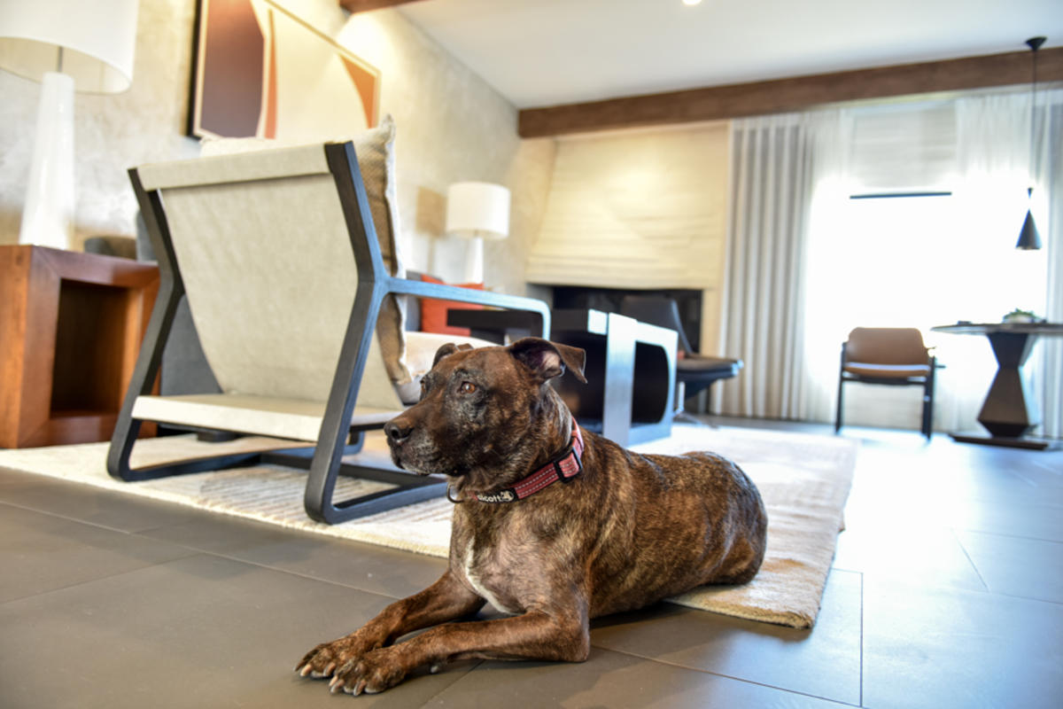 Dog in a suite at Sanctuary Camelback Mountain resort in Scottsdale