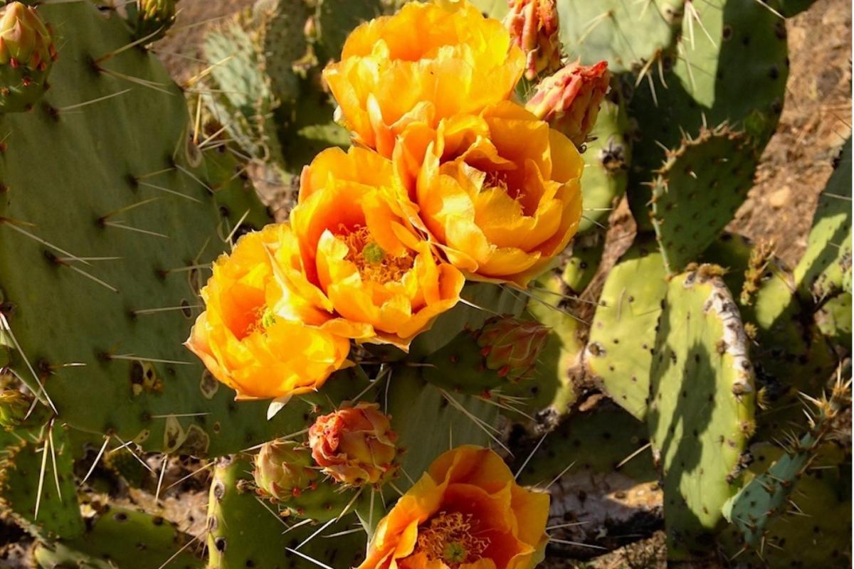 Prickly Pear Flower_Naylor