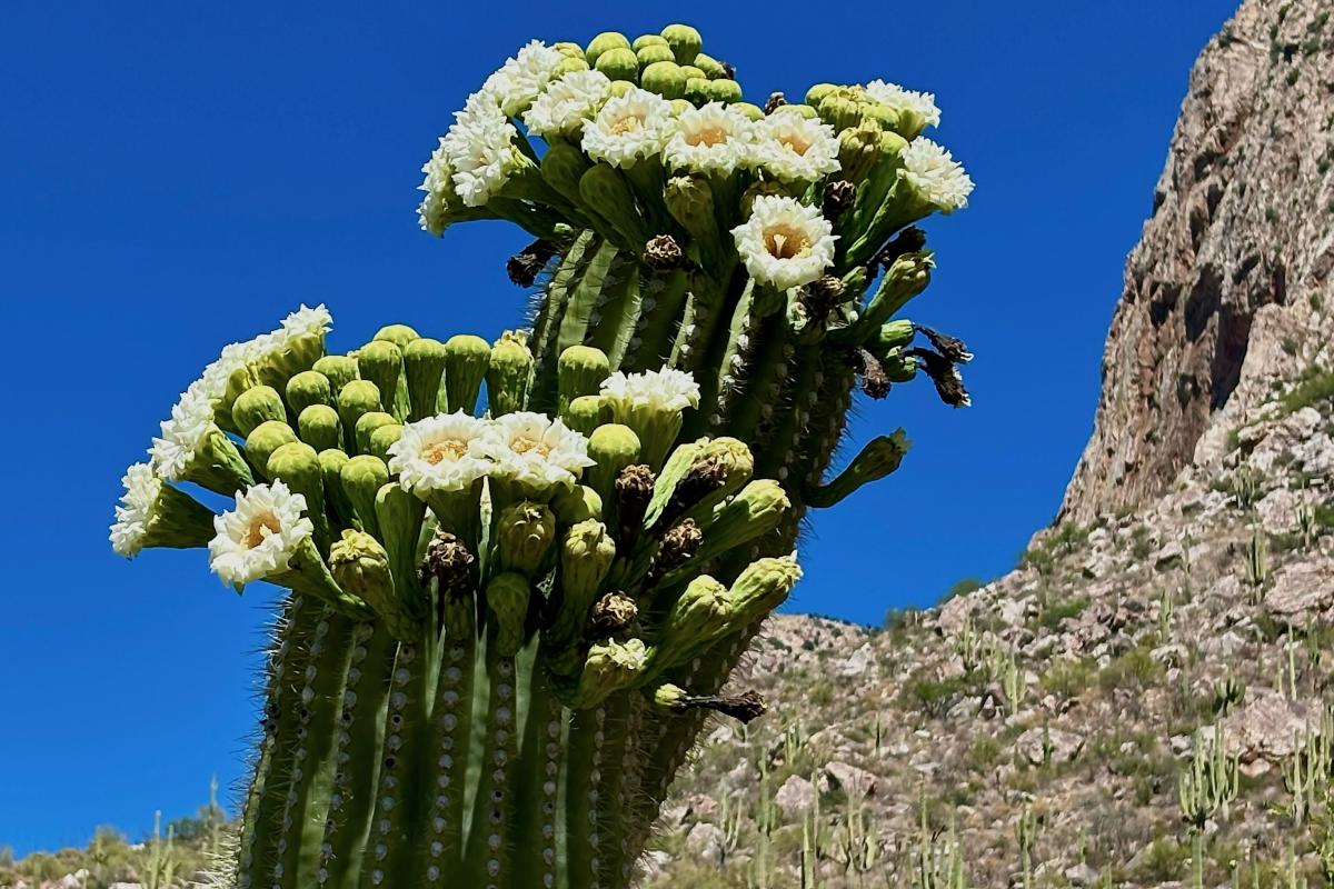 Saguaro Blossoms_Naylor
