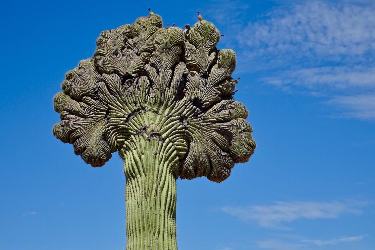 Crested Saguaro_RNaylor