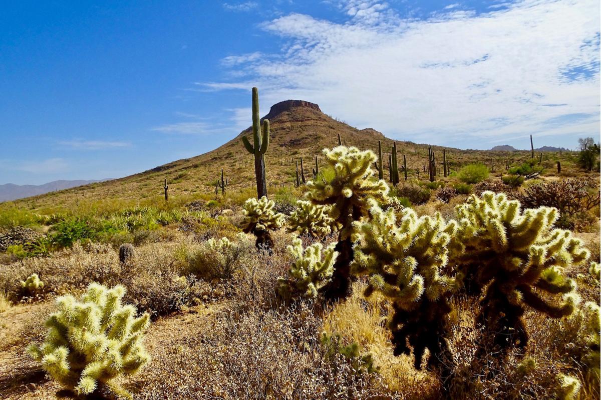 Upper Ranch Trail_Brown's Mountain_Naylor