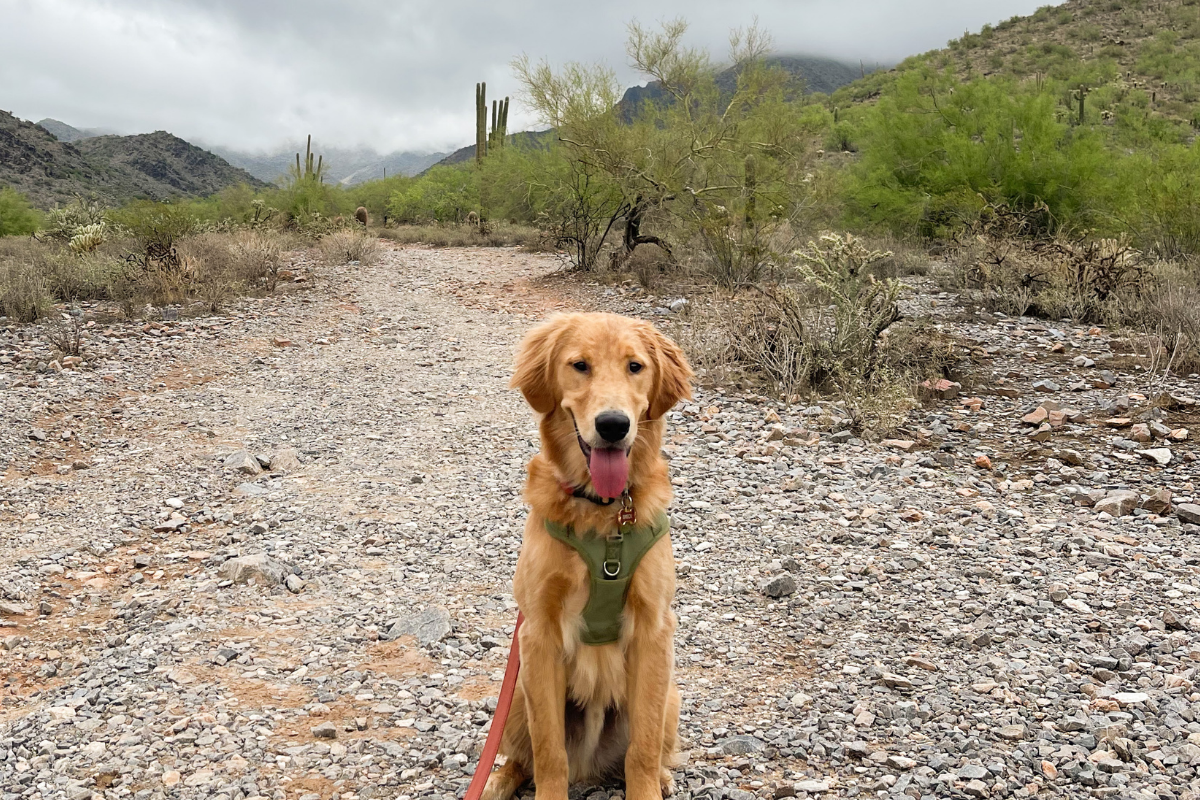 Dog at McDowell Sonoran Preserve