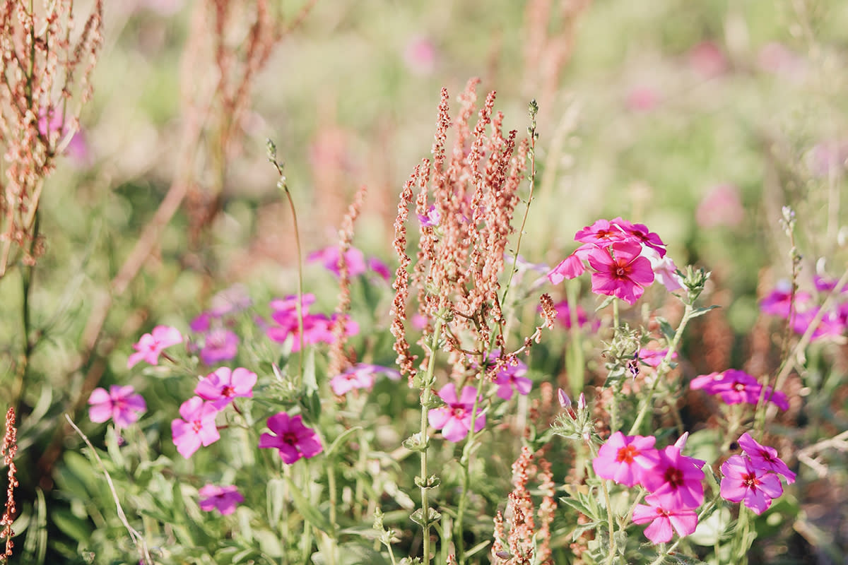 Pink Wildflowers