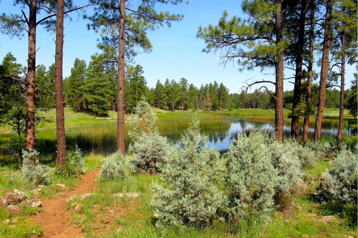 Woodland Lake Park_Naylor