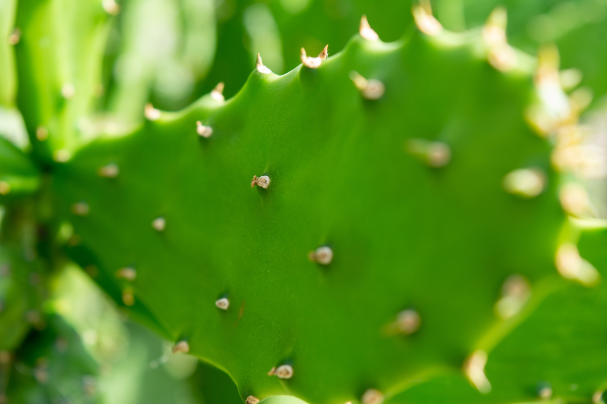 Xeriscape Garden