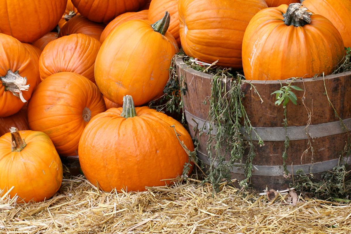 pumpkin patch header