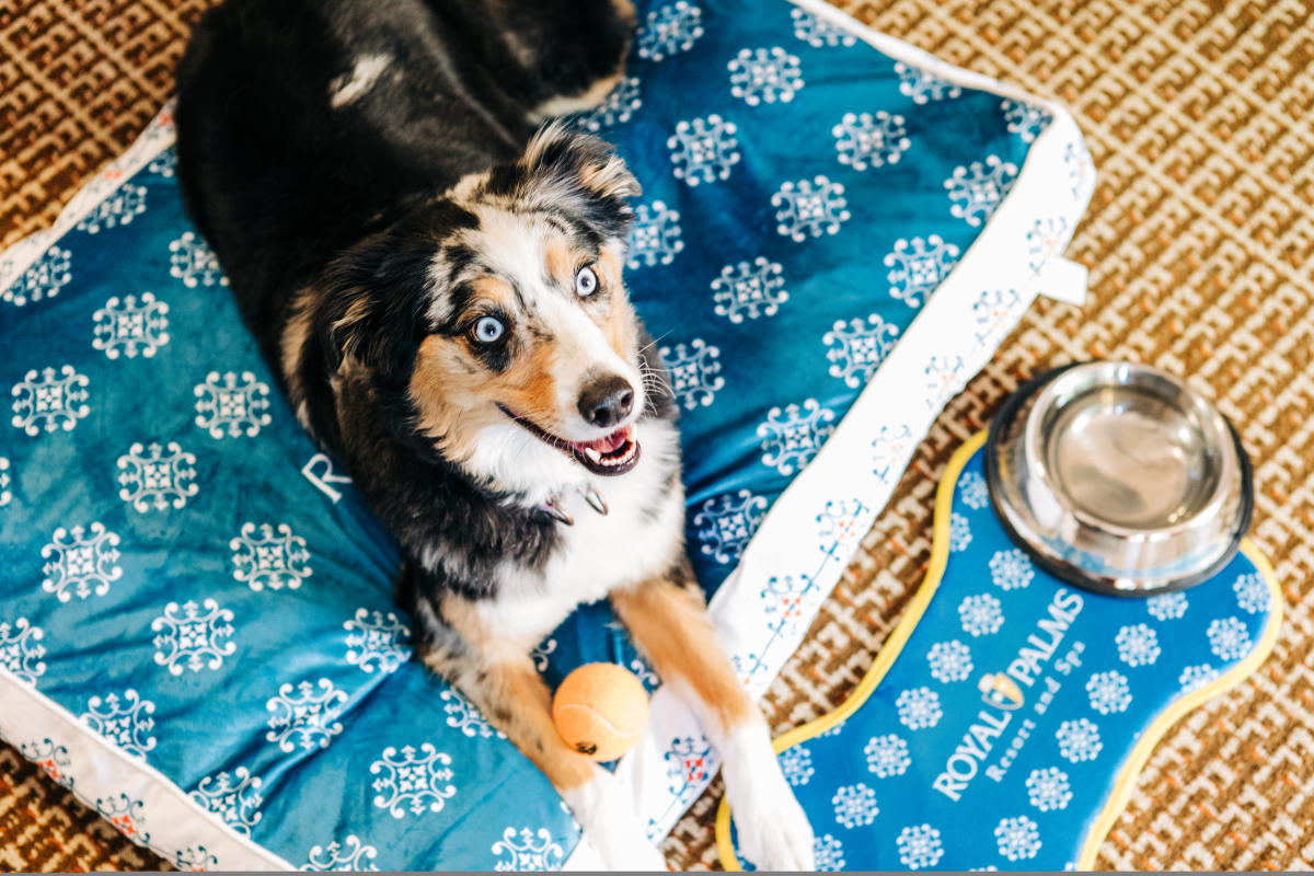 Dog on a dog bed at Royal Palms Resort and Spa