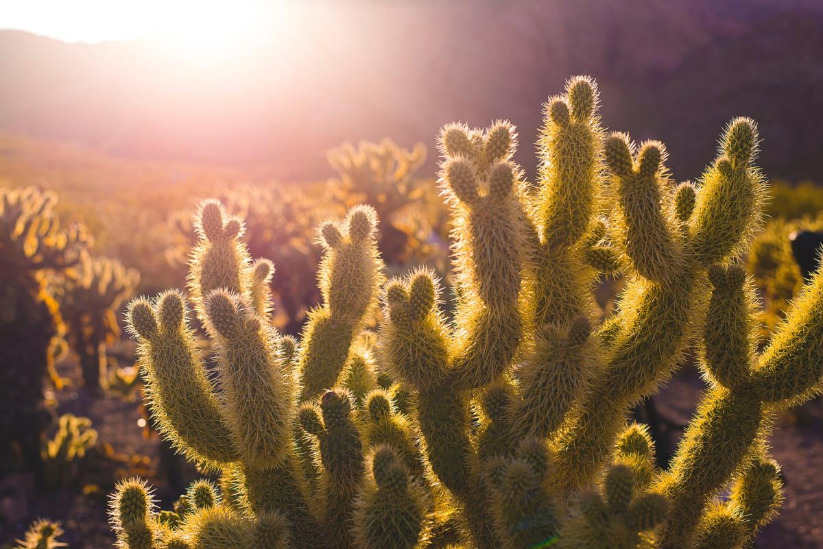 close up cactus