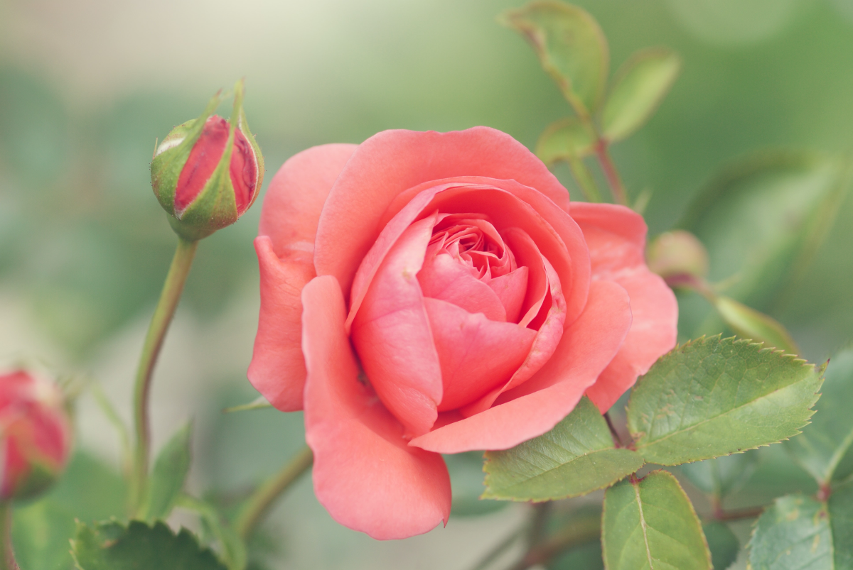 Scottsdale Artists' School Rose Garden