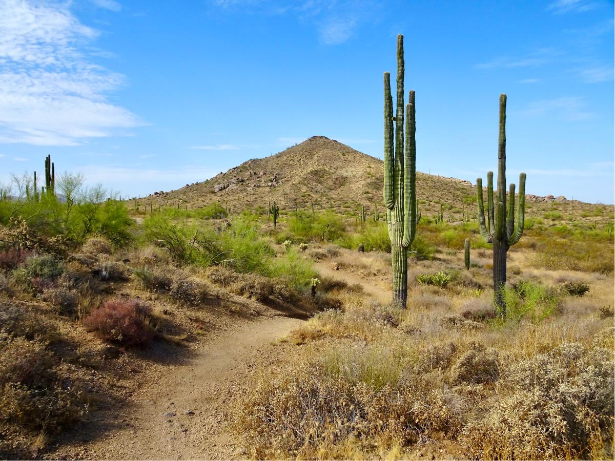 Cone Mountain Trails_Naylor