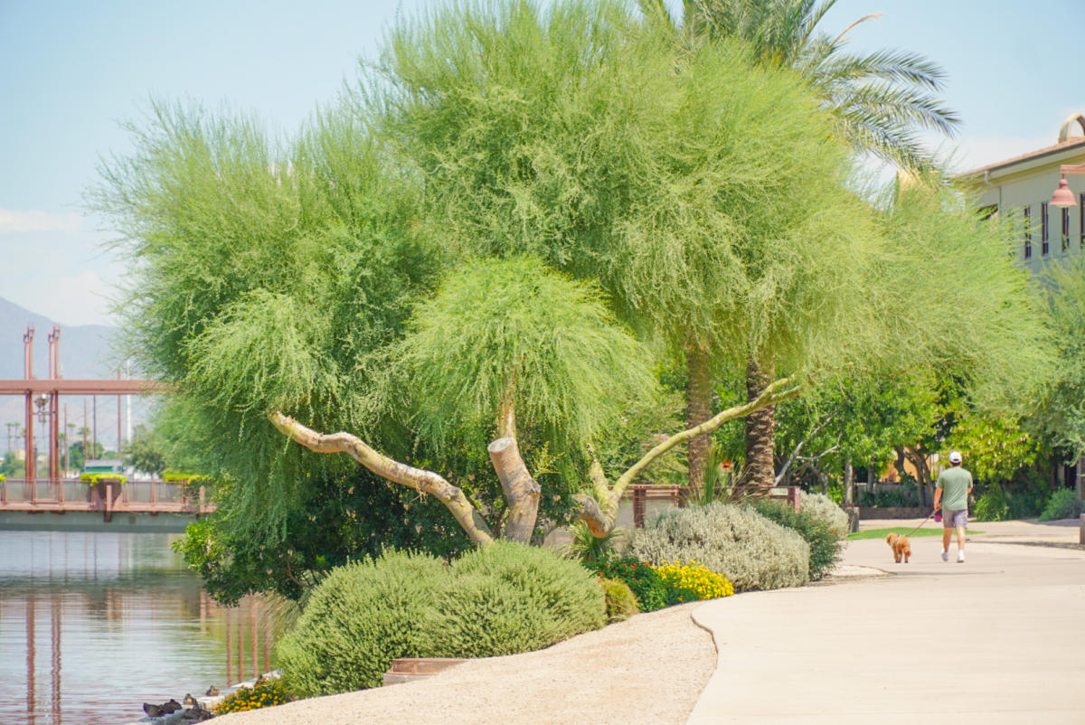 4 DogFriendly Hikes in Scottsdale Experience Scottsdale