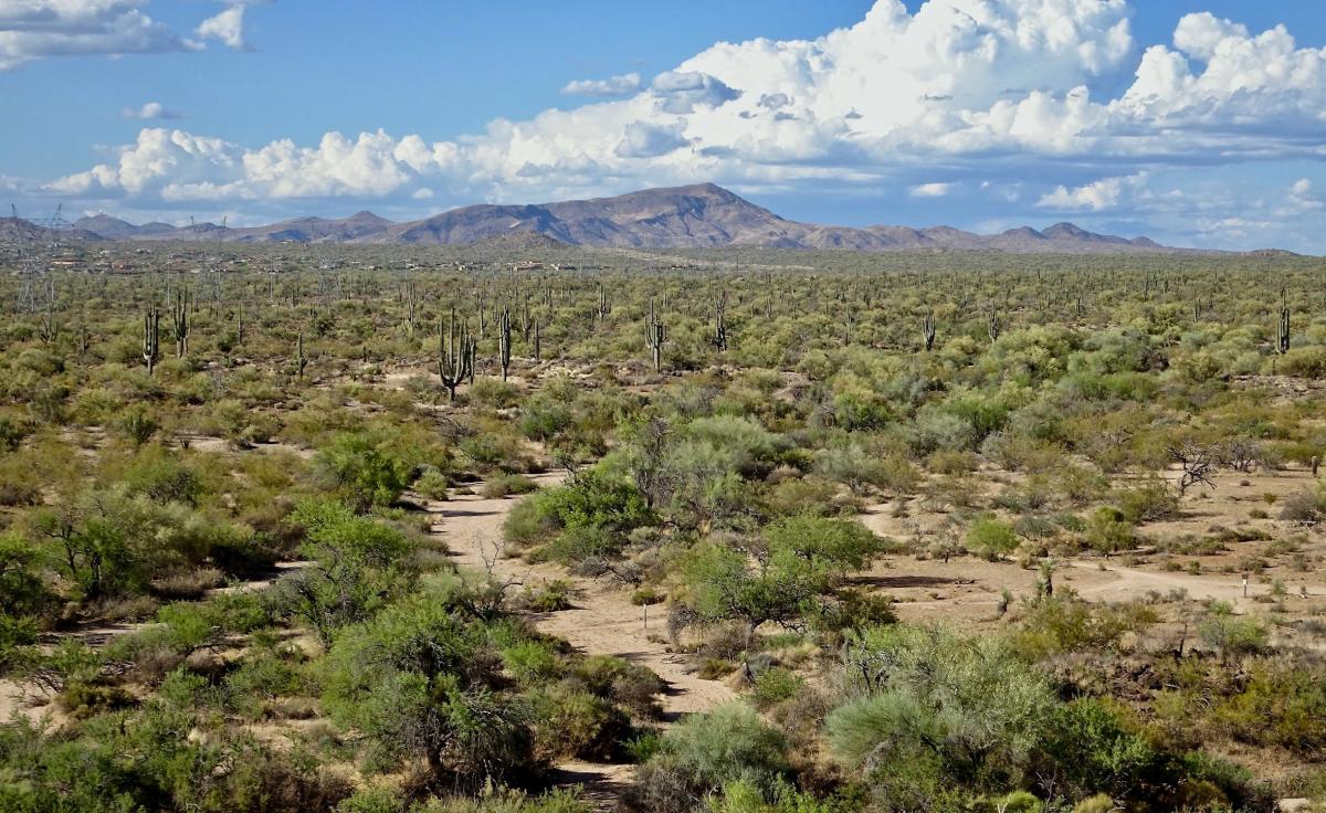 Pima Dynamite Trailhead | 5 New Hiking Trails in Scottsdale