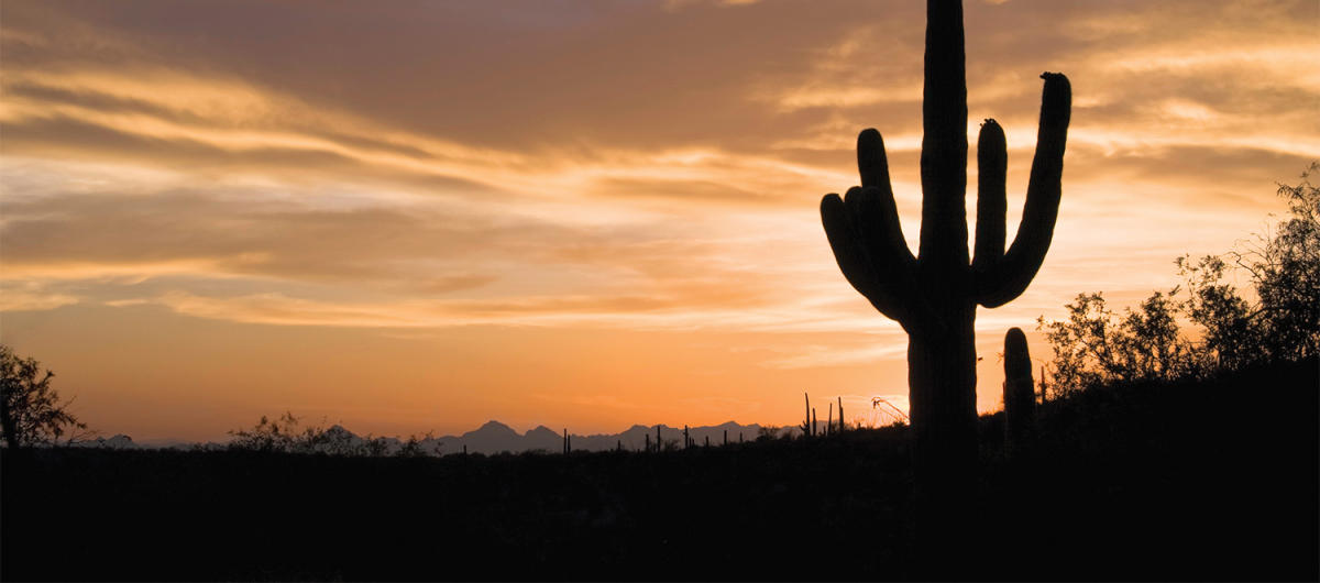 Top 5 Ways To Explore Scottsdale S Sonoran Desert Official Travel Top 5 Ways To Explore Scottsdale S Sonoran Desert Official Travel Site For Arizona