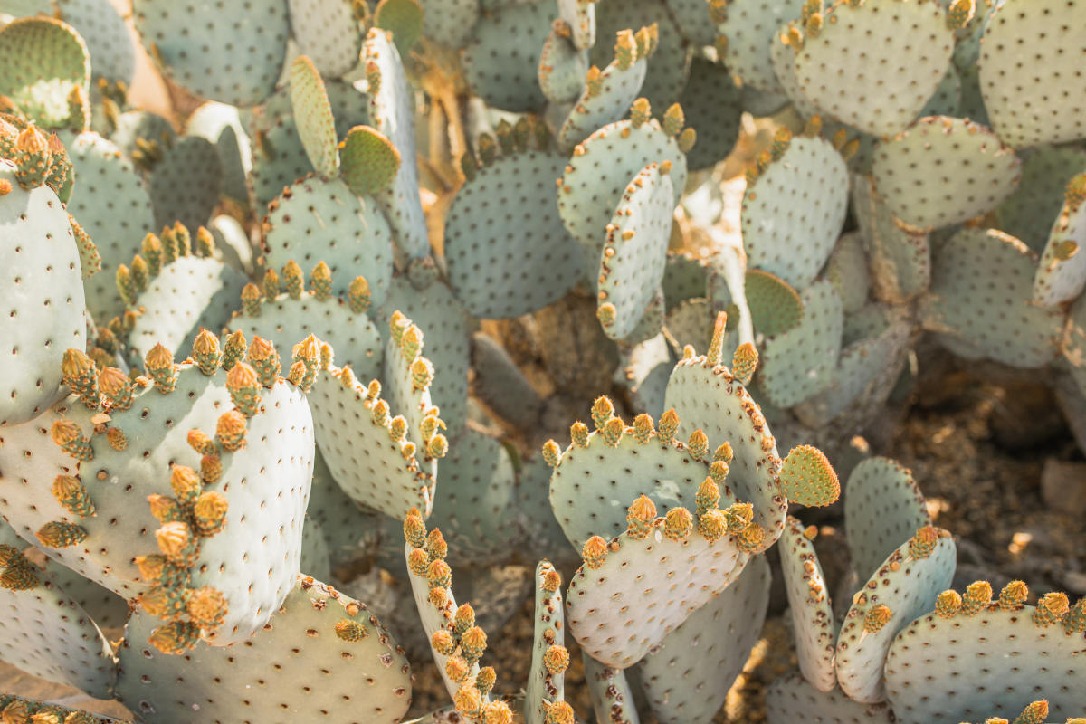 Top 5 Native American-Inspired Spa Treatments In Scottsdale