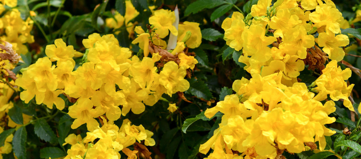 Scottsdale's Best Parks and Gardens | Official Travel Site ...