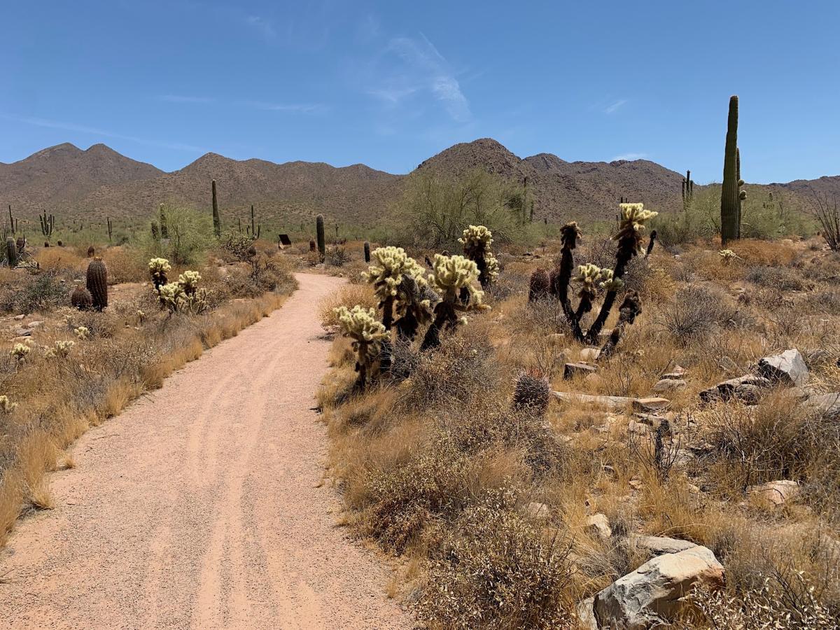 3 Best Easy Hikes in Scottsdale Trails For Beginners