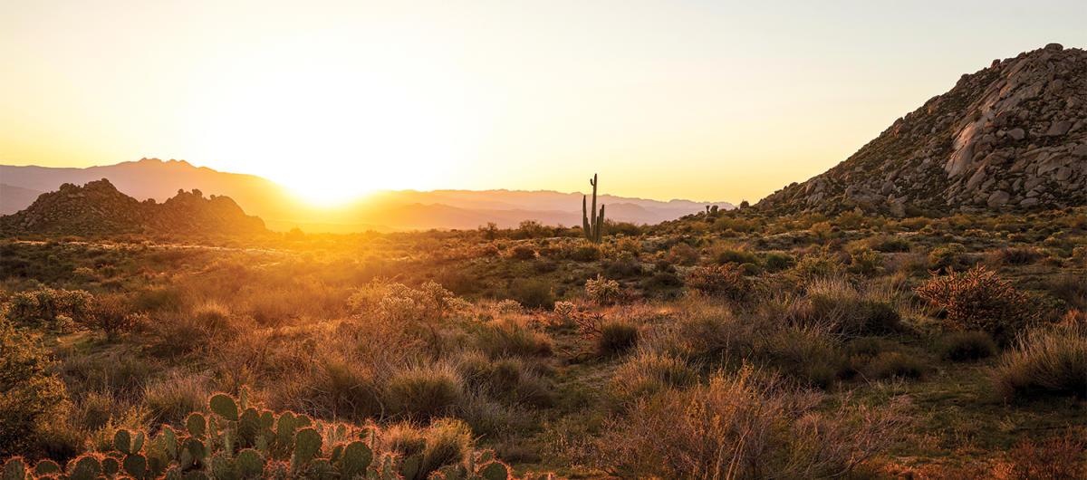 Scottsdale Greenery Area