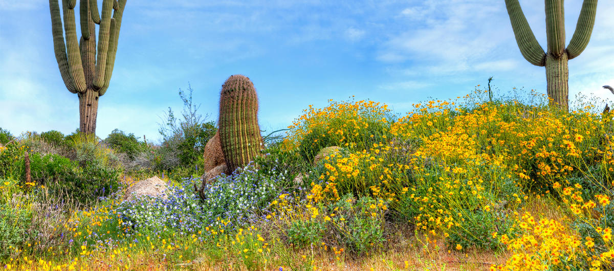 9 Best Wildflower Fields & Hikes In Arizona (2024)