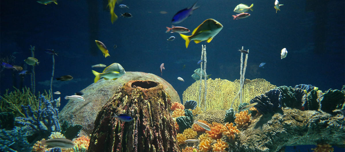 Explore Scottsdale's OdySea Aquarium | Marine Family Fun