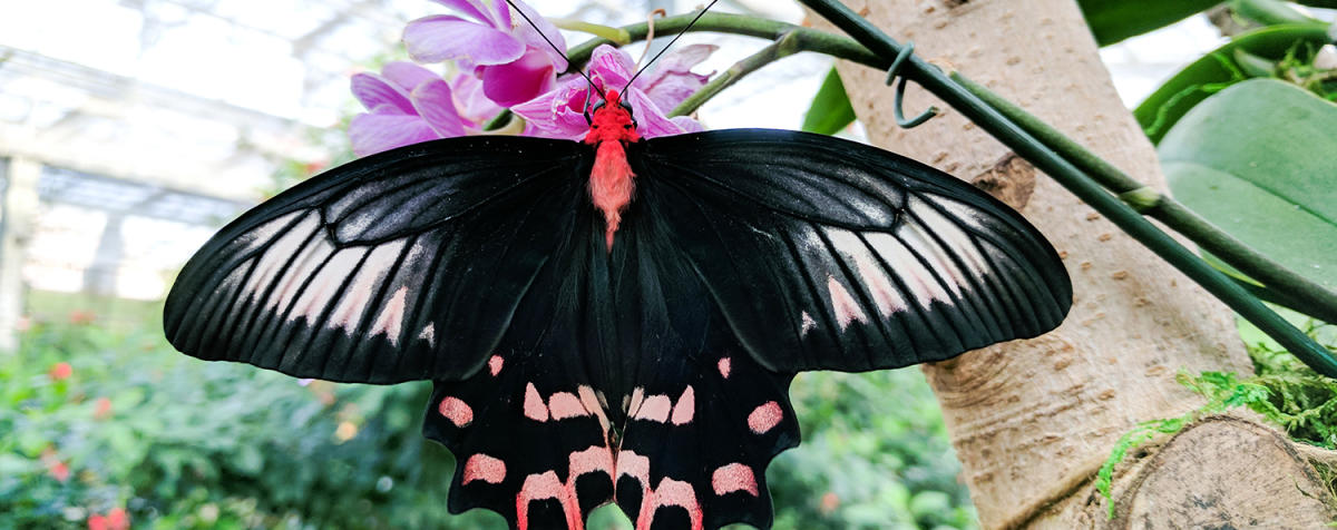 Butterfly_B3D6393E-3DD1-4CF0-